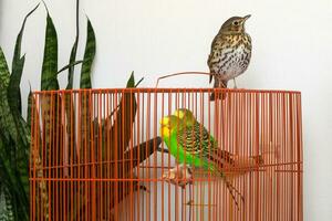Song thrush sitting on a cage with two budgerigars in it on white wall background. photo