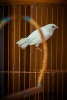 The white parrot in cage photo