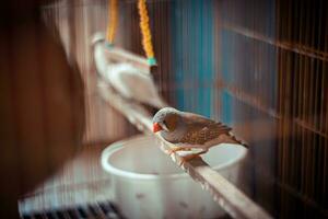 el aves sentado en madera. foto