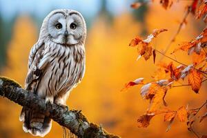 Great grey owl Strix nebulosa in autumn forest, Autumn in nature with owl. Ural Owl, Strix uralensis, sitting on tree branch with orange leaves in oak forest, Wildlife scene from nature, AI Generated photo