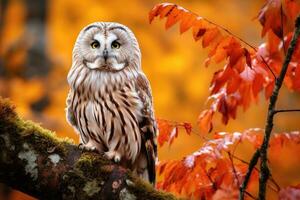 Portrait of a barred owl Strix nebulosa in autumn forest, Autumn in nature with owl. Ural Owl, Strix uralensis, sitting on tree branch with orange leaves in oak forest, Wildlife  nature, AI Generated photo