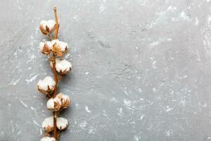 Autumn Floral composition. Dried white fluffy cotton flower branch top view on colored table with copy space photo