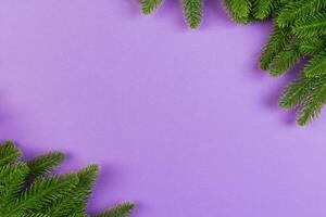 Top view of green fir tree branches on colorful background. New year holiday concept with empty space for your design photo