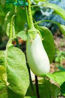 Close up of white eggplant growing under the sunlight on the plant in the garden photo