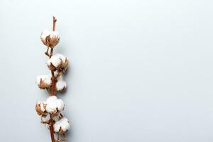 Autumn Floral composition. Dried white fluffy cotton flower branch top view on colored table with copy space photo