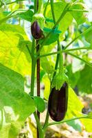 Close up of purple eggplant growing on the plant in the sunlight in the vegetable garden photo