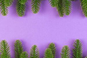 Top view of green fir tree branches on colorful background. New year holiday concept with empty space for your design photo