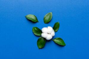 Autumn Floral Flat lay background composition. Dried white fluffy cotton flower branchwith green leaf top view on colored table with copy space photo