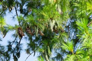 Close up of big pine cones growing on a tree branch over blue clear sky background photo