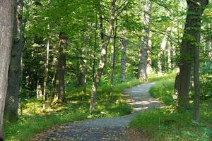 Narrow path in thick forest. Beautiful nature photo