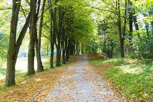 atmosférico callejón o sendero con amarillo hojas en el suelo en el parque foto