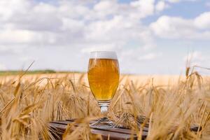 a glass of beer in a wheat field photo