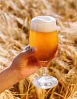 glass of beer in hand against the background of wheat field photo