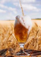 Glass of beer against wheat field photo