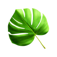 Green leaf of palm tree on transparent background Generative AI png