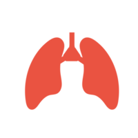 Lung human icon, respiratory system healthy lungs anatomy flat medical organ icon. png