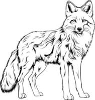 Fox Realistic Animal Vector Illustration Coloring Page