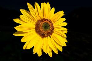 girasol sobre fondo negro foto