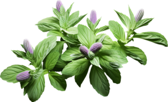 Herb png with AI generated.