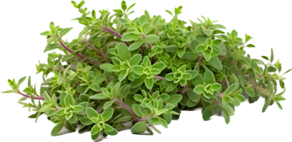 Thyme png with AI generated.