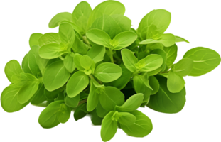 Oregano png with AI generated.