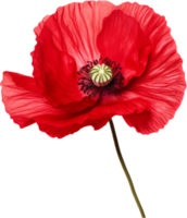 Poppy png with AI generated.