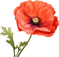 papaver PNG met ai gegenereerd.