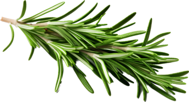 Rosemary png with AI generated.