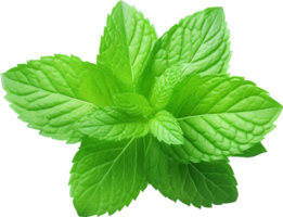 menthe png avec ai généré.