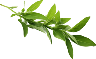 Herb png with AI generated.