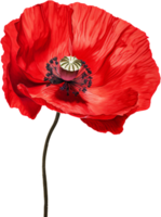 coquelicot png avec ai généré.