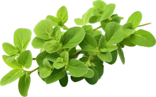 Oregano png mit ai generiert.