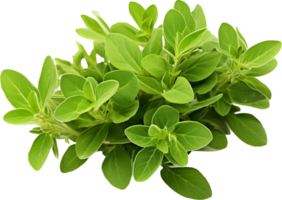 Oregano png with AI generated.
