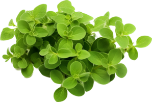 Oregano png mit ai generiert.