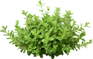 Thyme png with AI generated.