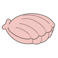 The illustration of a shell png