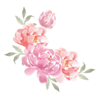 Pink and Red Peony Watercolor Flower png
