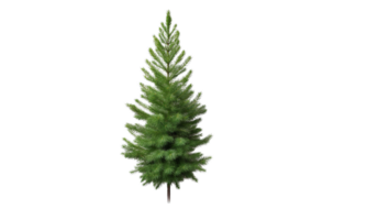 AI Generated Green pine trees, lush, transparent background png