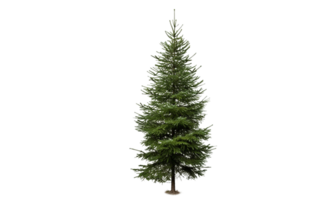 AI Generated Green pine trees, lush, transparent background png