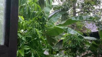 lluvia naturaleza en hoja de cerca planta primavera crecimiento. verde agua soltar gota de agua natural brillante jardín ambiente verano mojado Fresco frescura textura antecedentes vida Rocío macro color belleza resumen. video