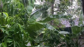 lluvia naturaleza en hoja de cerca planta primavera crecimiento. verde agua soltar gota de agua natural brillante jardín ambiente verano mojado Fresco frescura textura antecedentes vida Rocío macro color belleza resumen. video