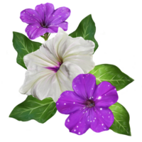 pitunia blommor botanisk illustration png