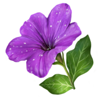 Purper pitunia bloem botanisch illustratie png