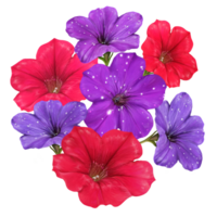 petunia flowers in a bouquet botanical illustration png