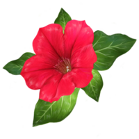 red petunia flower with leaves botanical illustration png