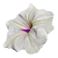 single white pitunia flower with leaves botanical illustration png