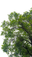 branches and foliage, view from bottom, leaves on branches png