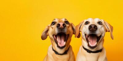 Portrait of two cute surprised dogs isolated on yellow background. Smiling Labrador retriever dogs. Panoramic banner with funny surprised domestic pets. Ai Generated photo