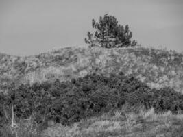 the beach of Langeoog photo