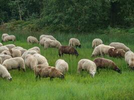 haaksbergen in the netherlands photo